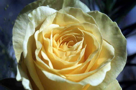 yellow-rose-7q1.jpg